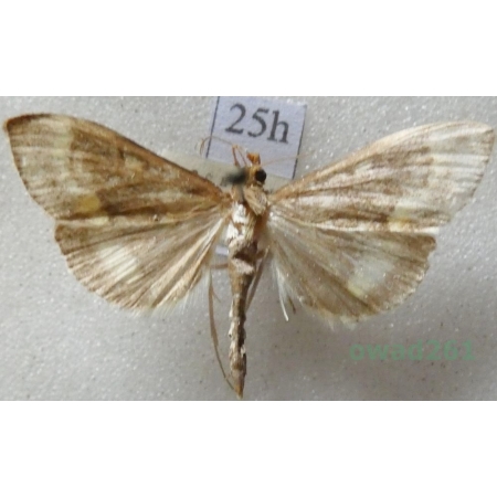 Ostrinia nubilalis (Hübner, 1796) Omacnica prosowianka Czech25h